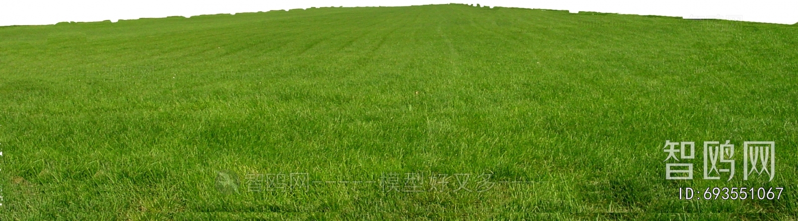 Grass