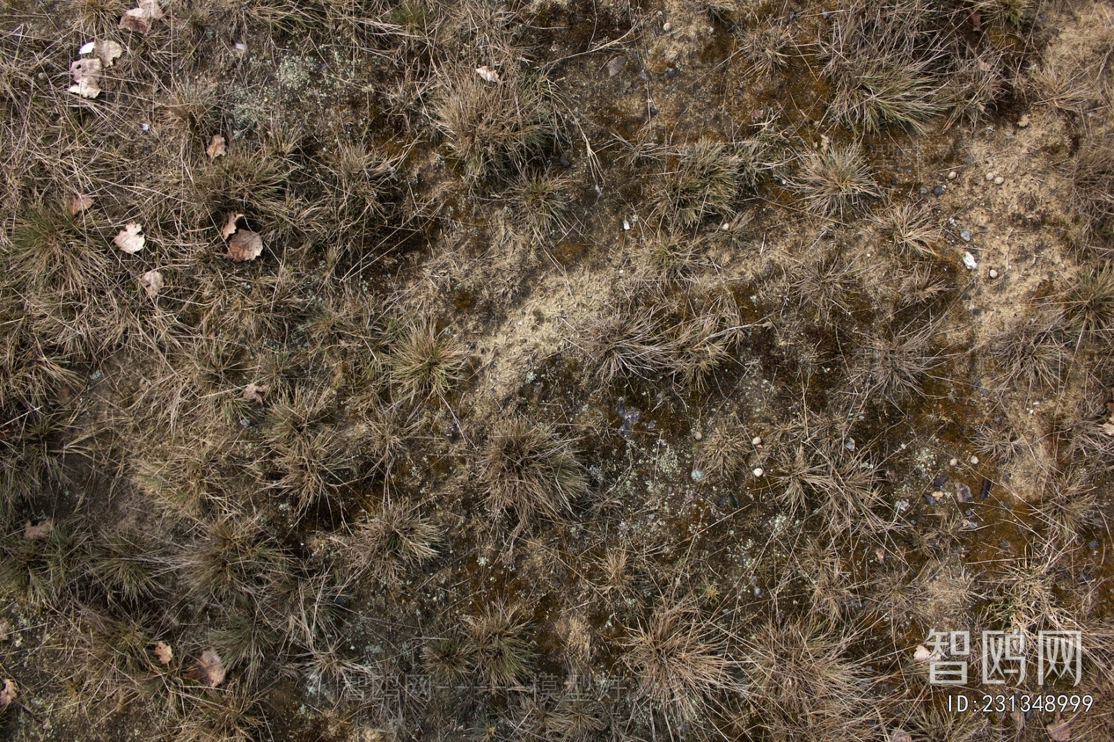 Grass