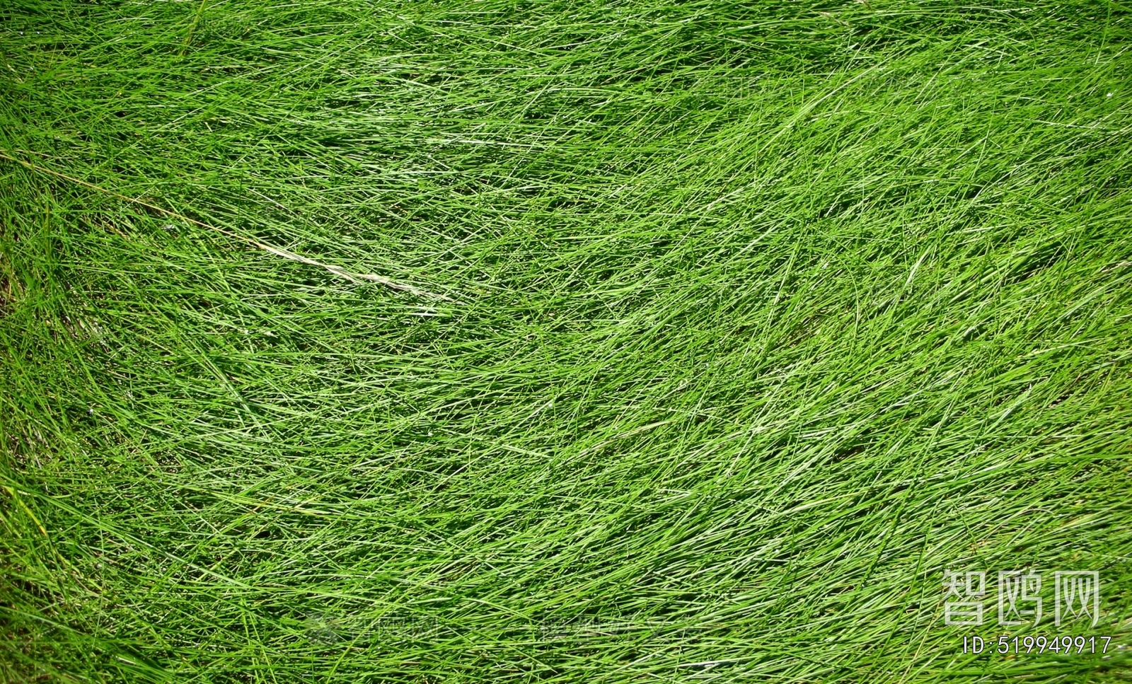 Grass
