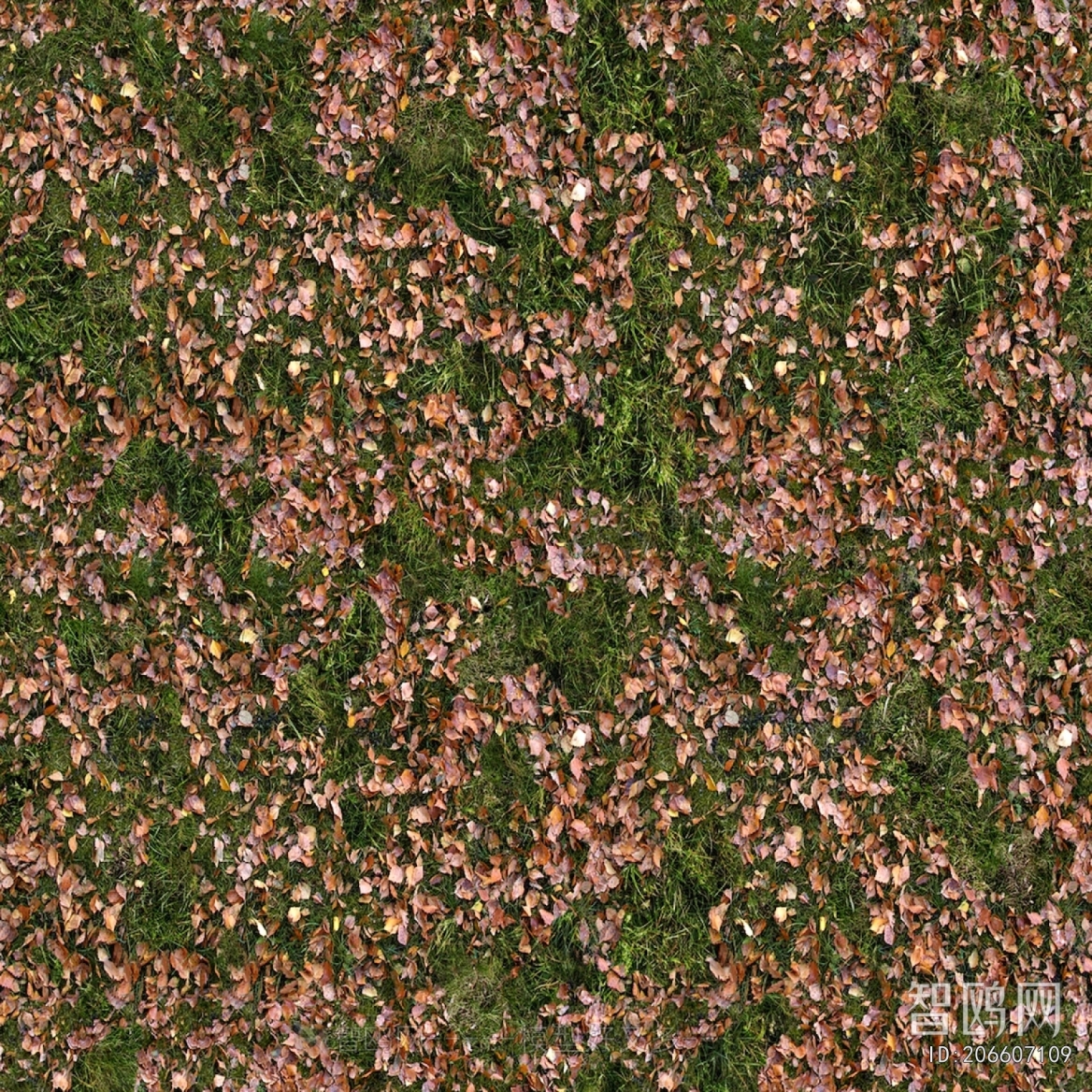 Grass