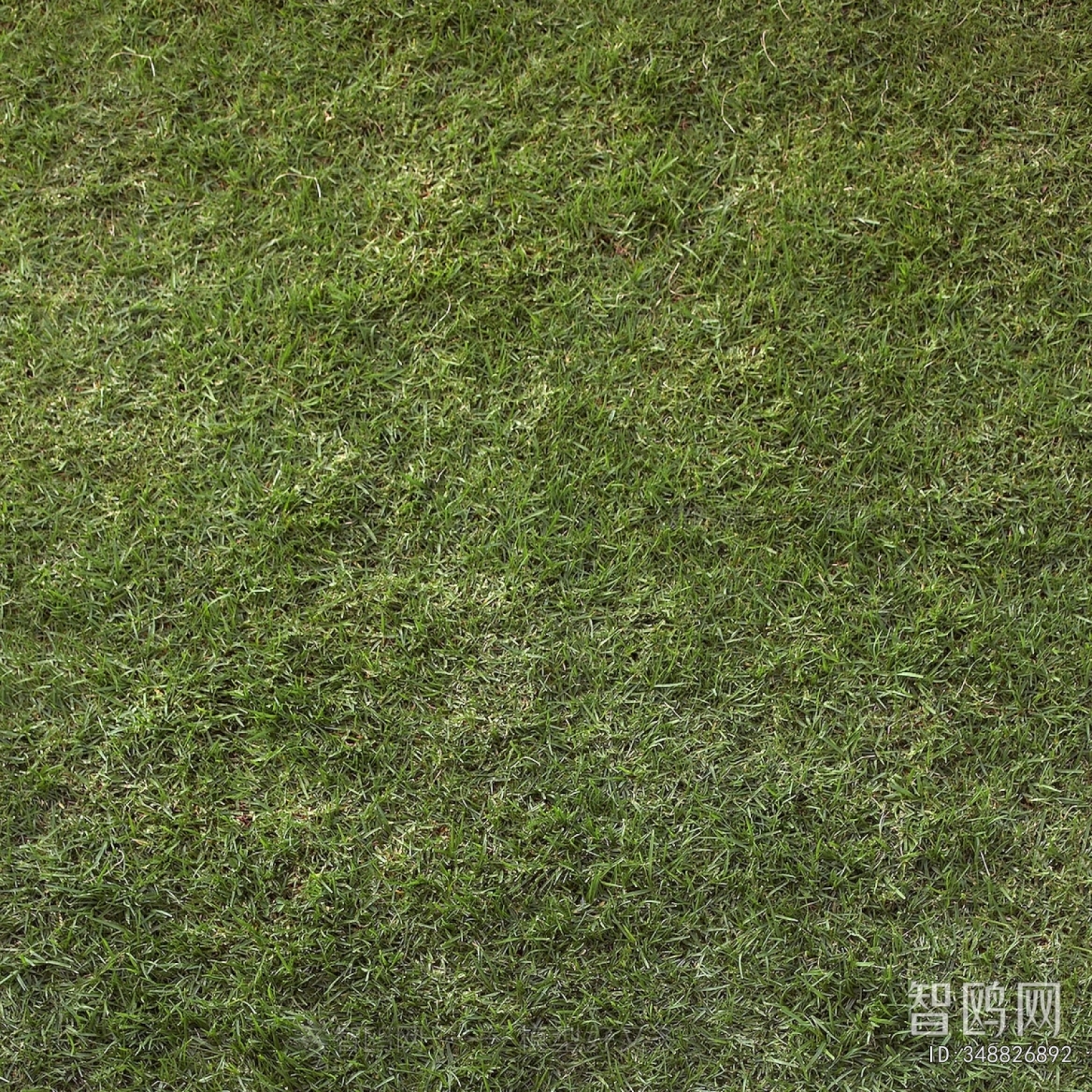 Grass