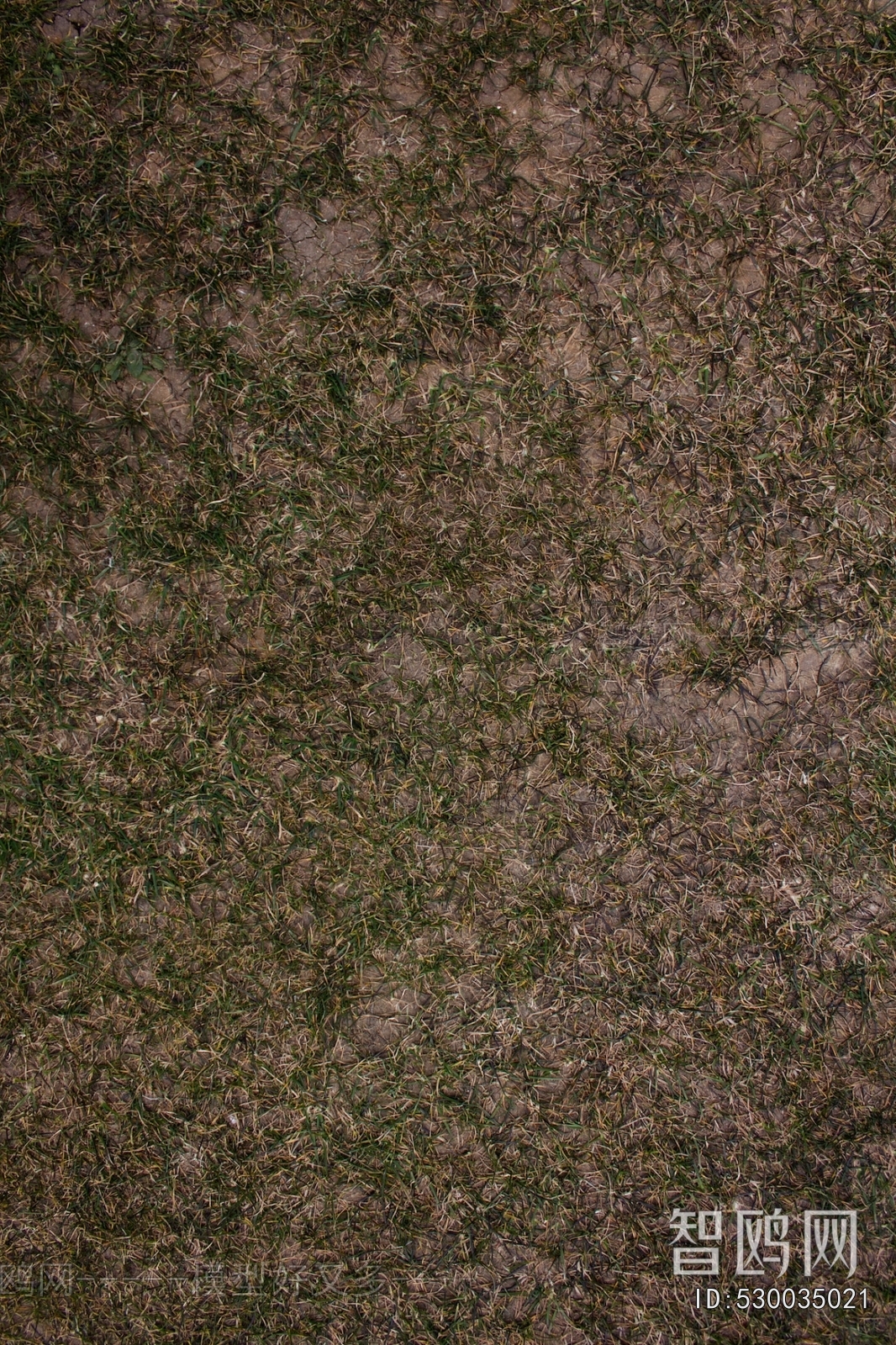 Grass