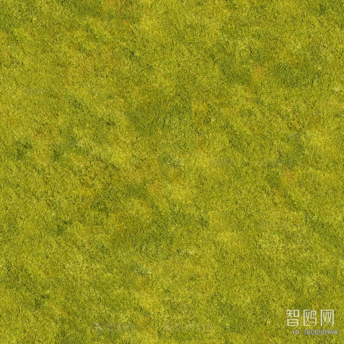 Grass