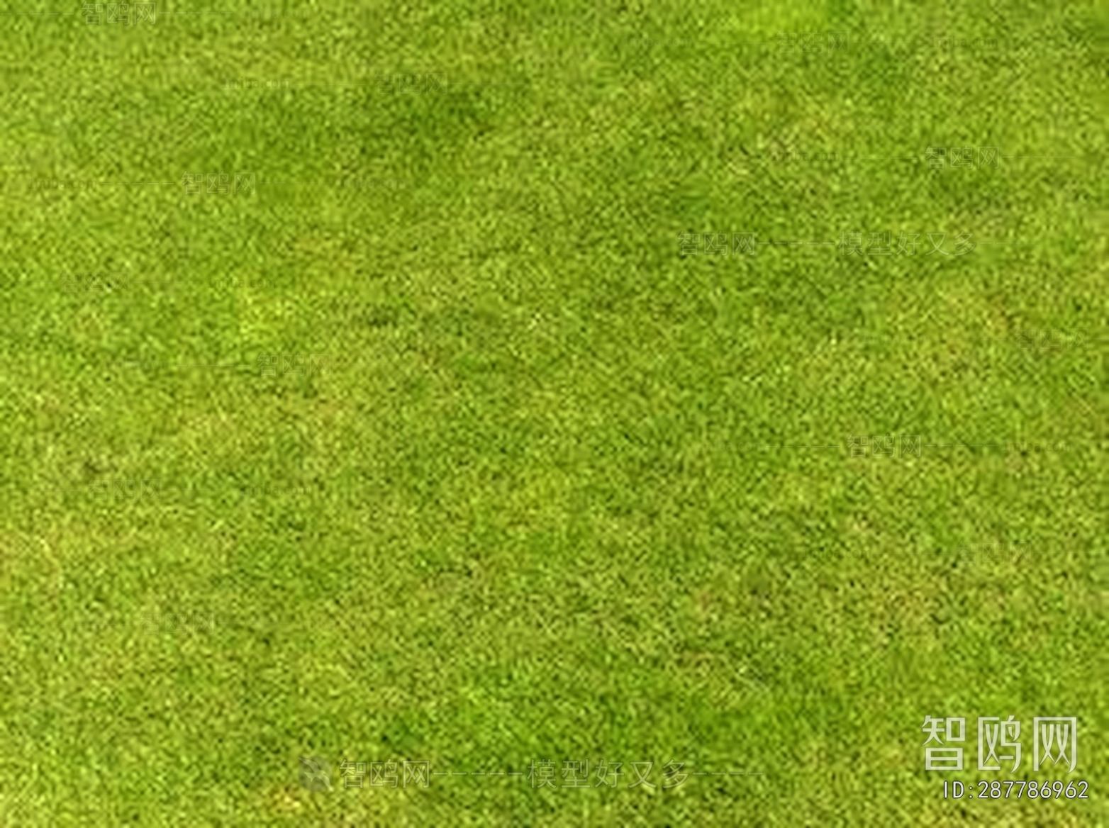 Grass