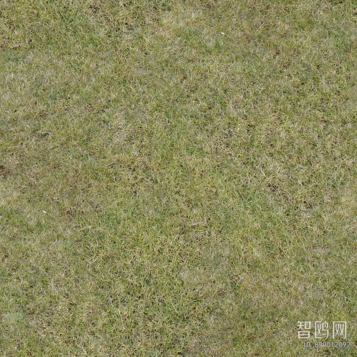 Grass