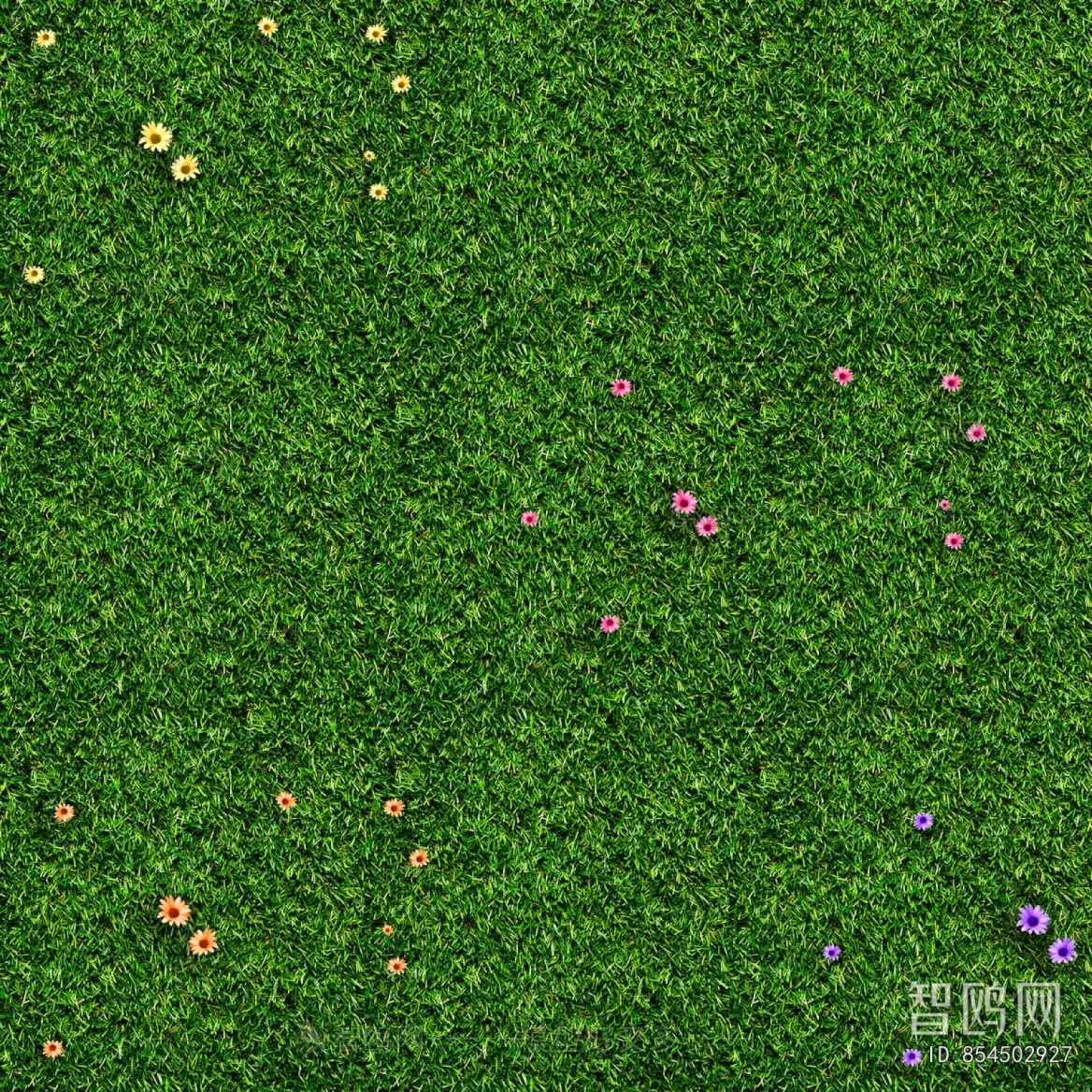 Grass