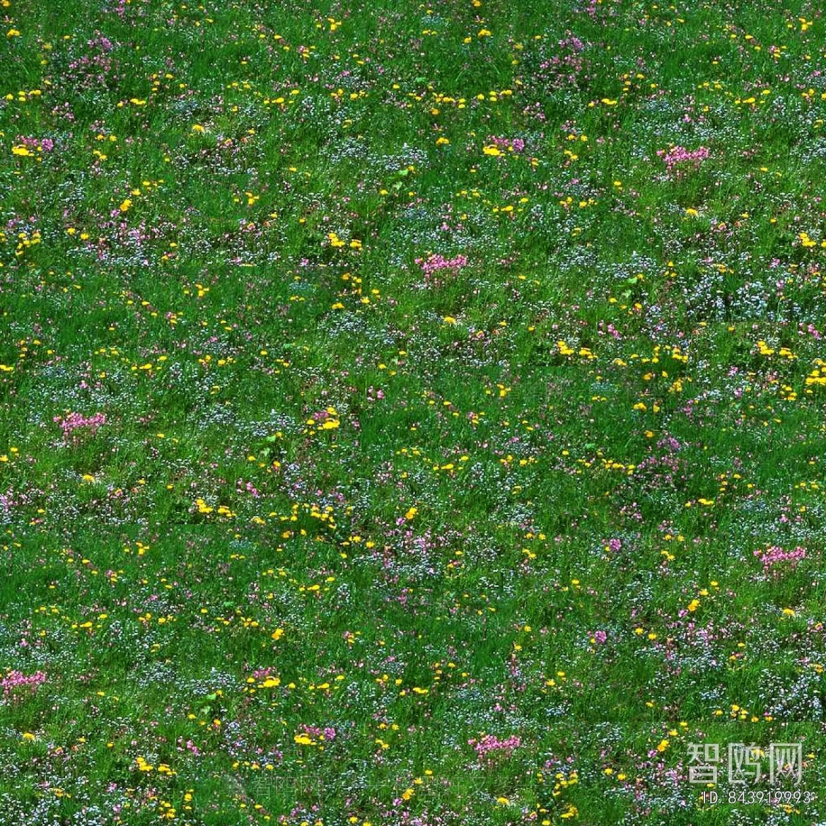 Grass