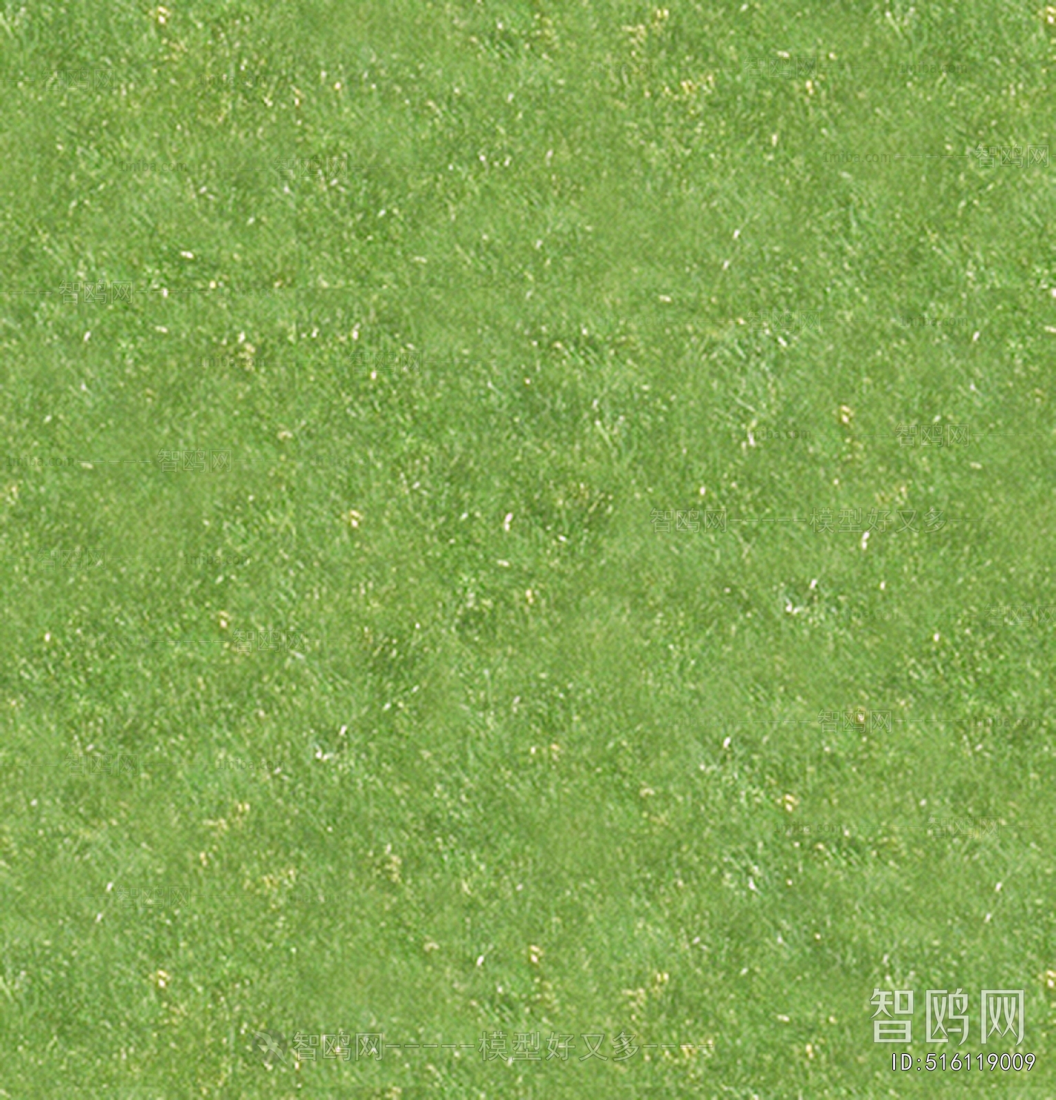 Grass