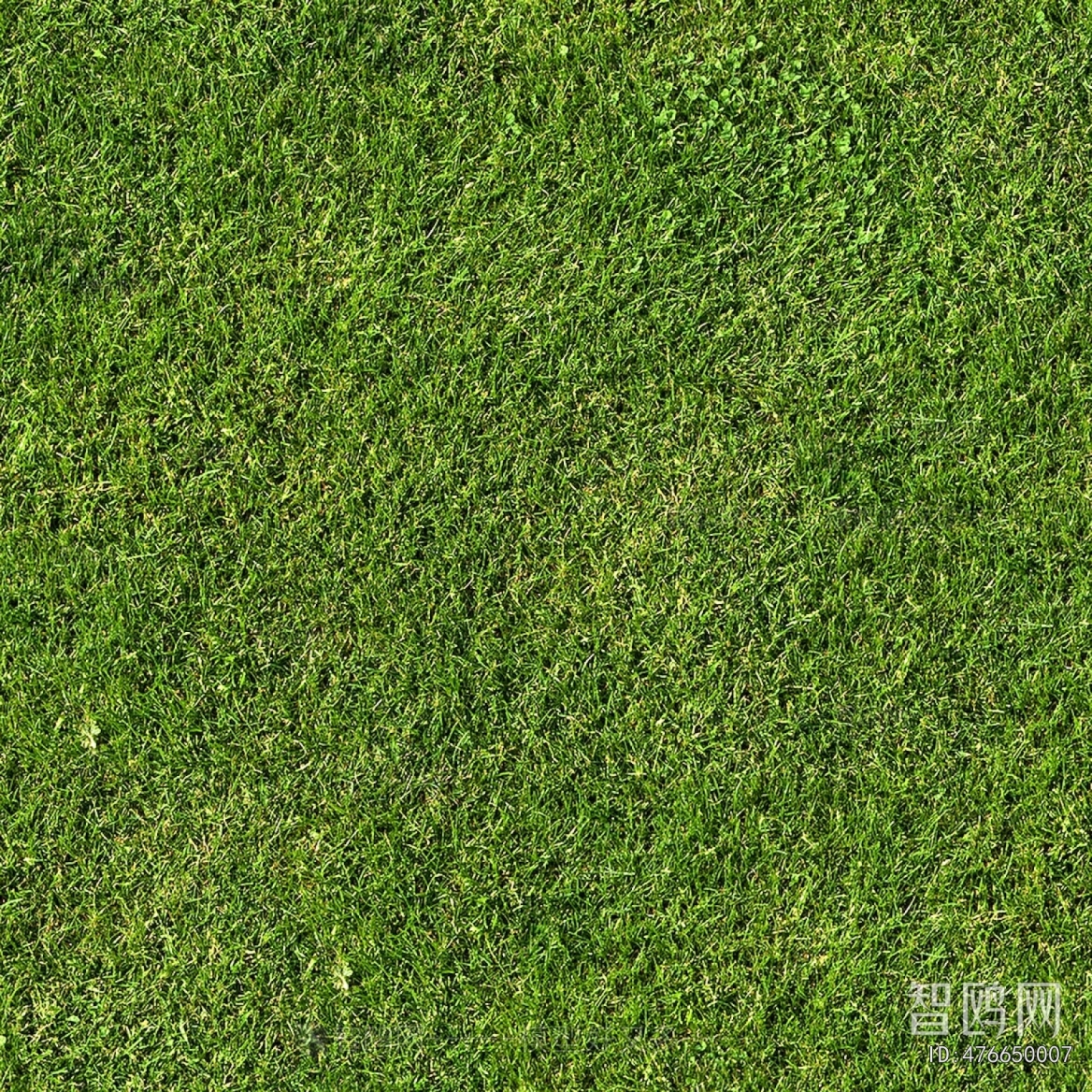 Grass