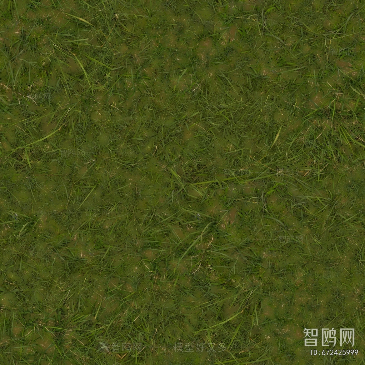 Grass