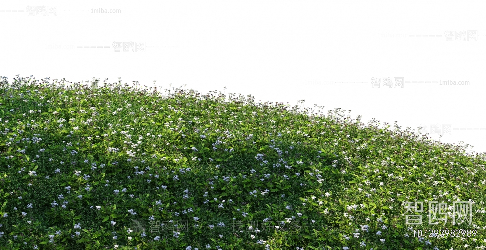 Grass