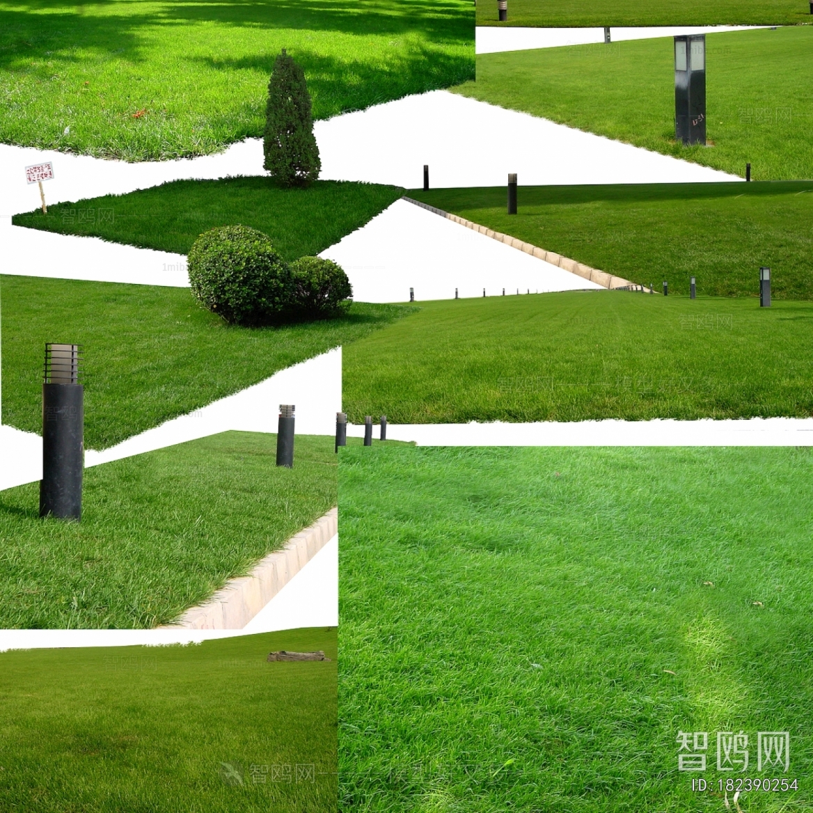 Grass