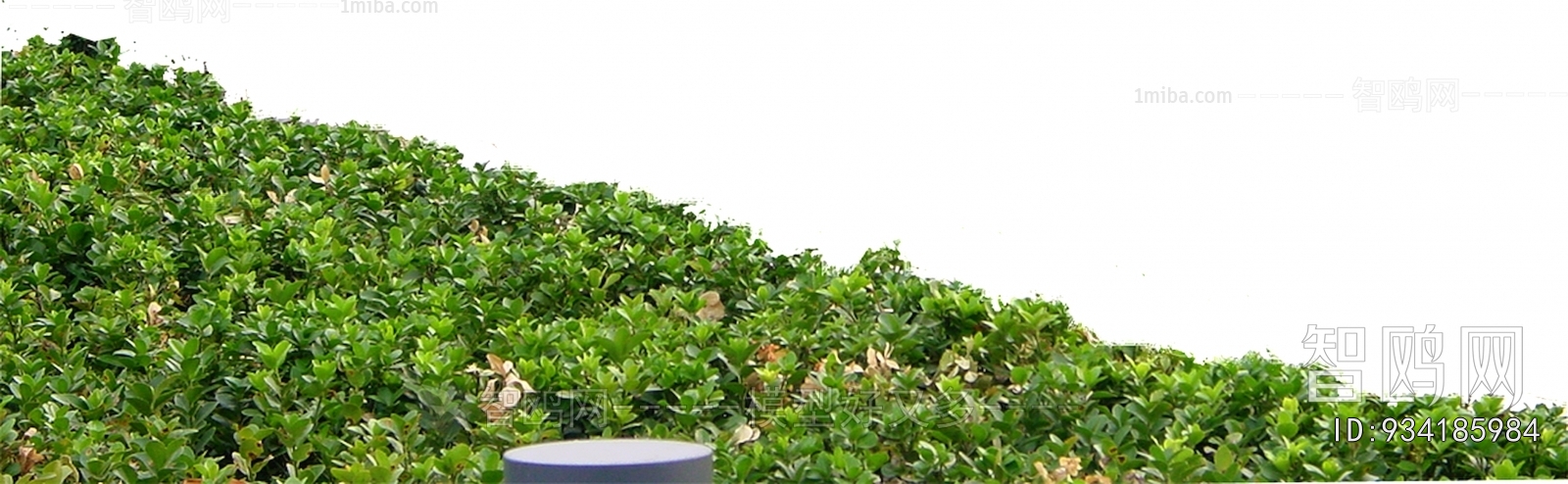 Grass