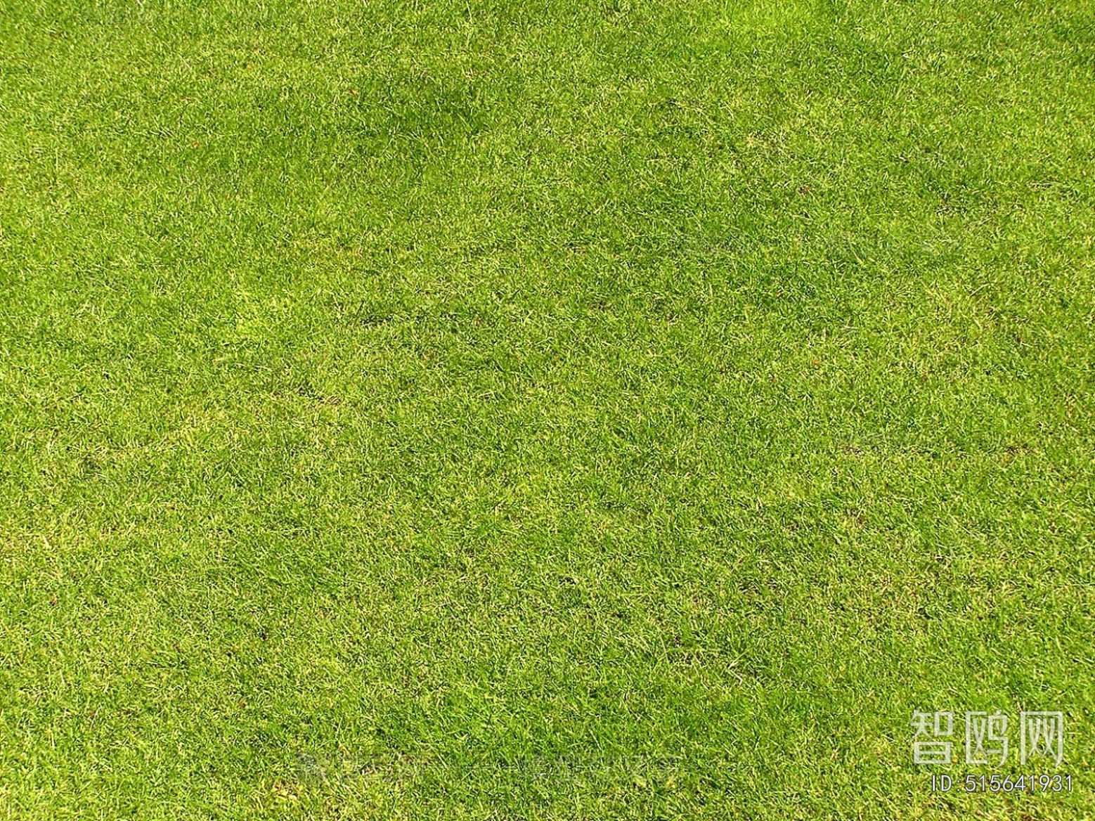 Grass