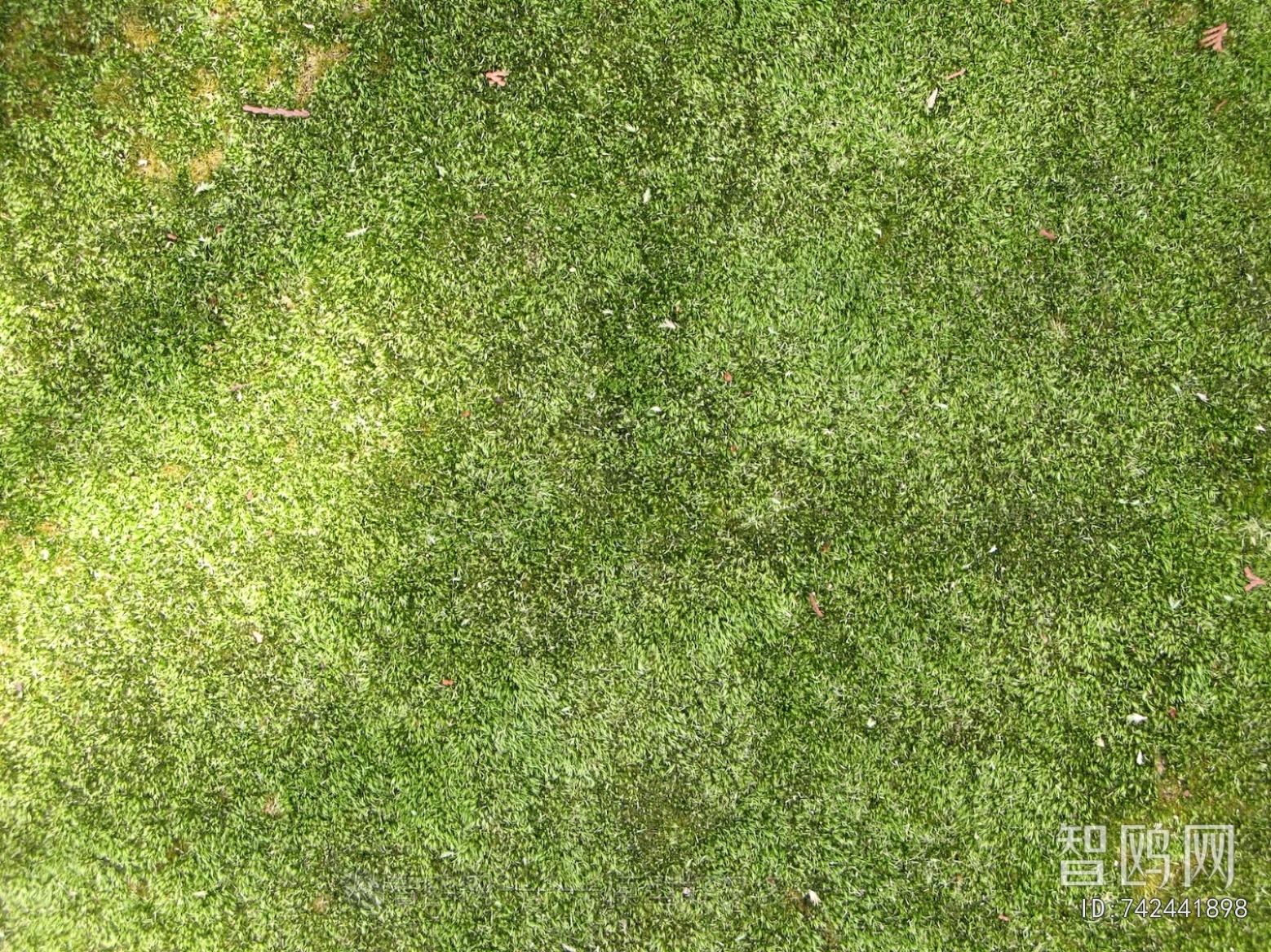 Grass