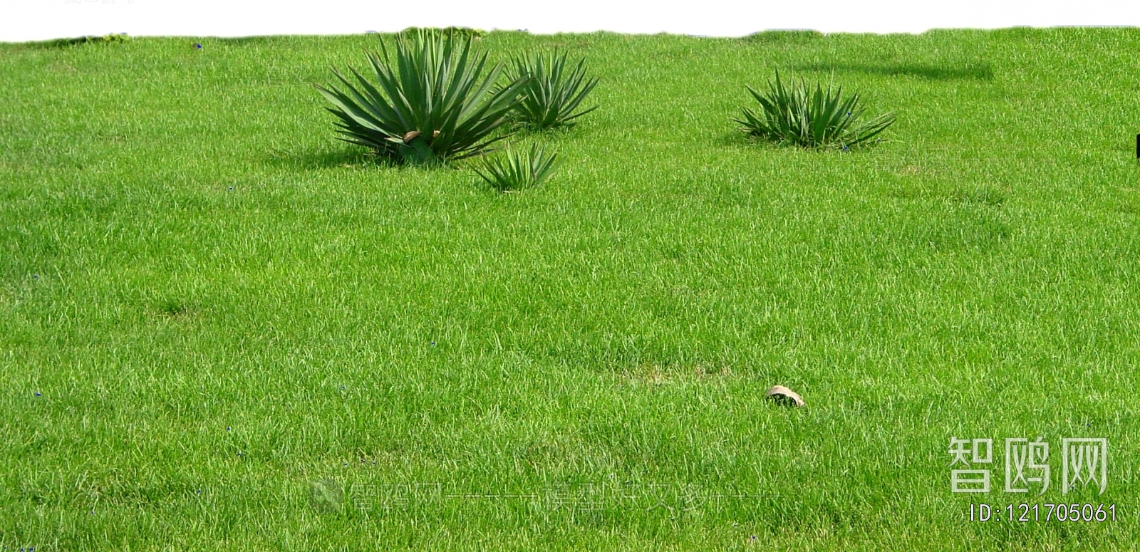 Grass