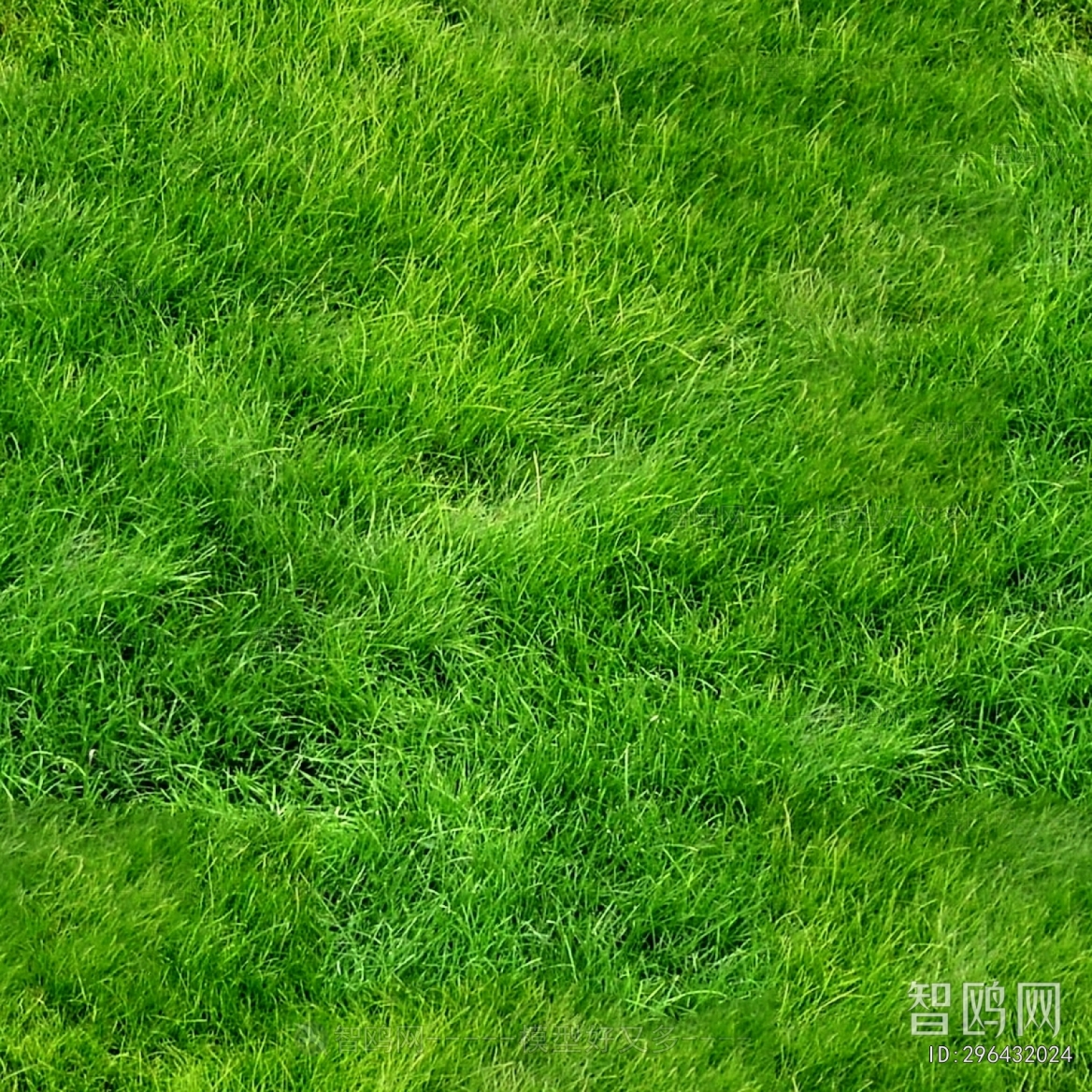 Grass