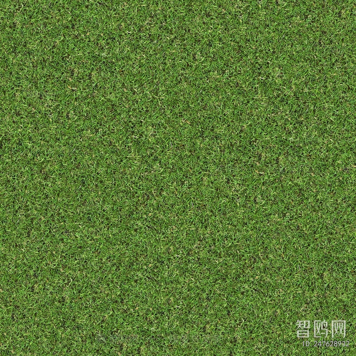 Grass
