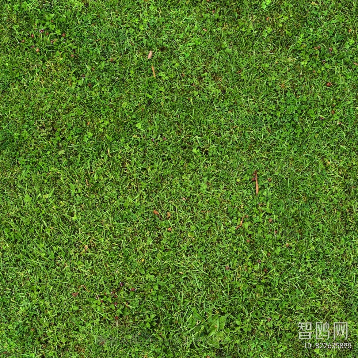 Grass