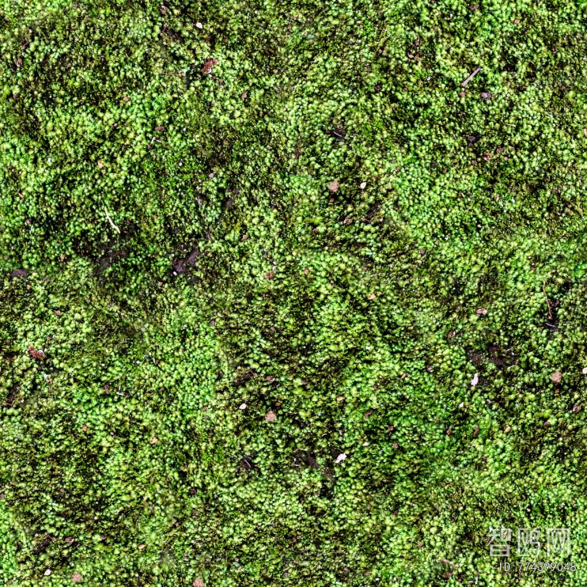 Grass