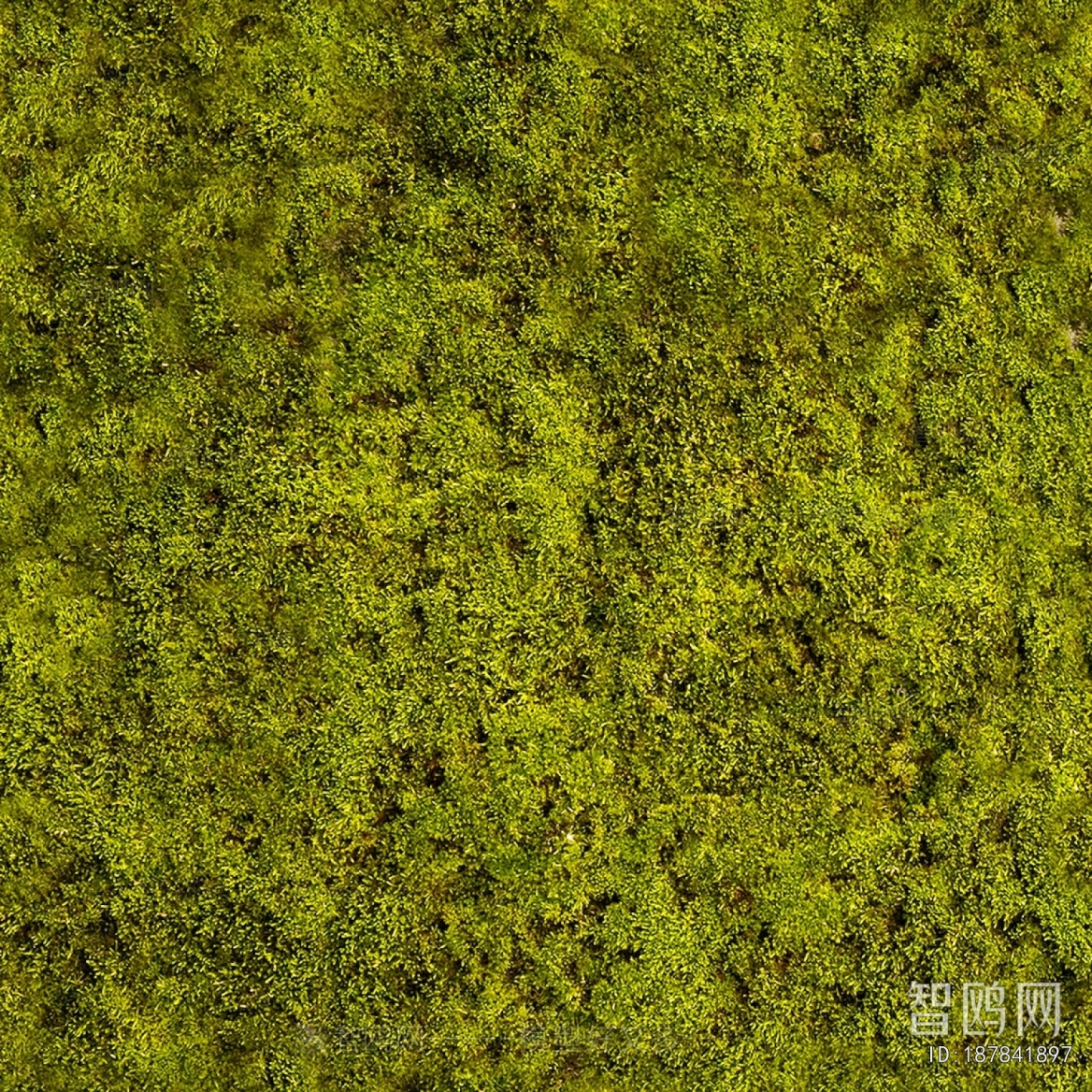 Grass
