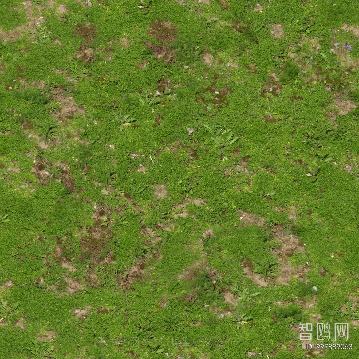 Grass