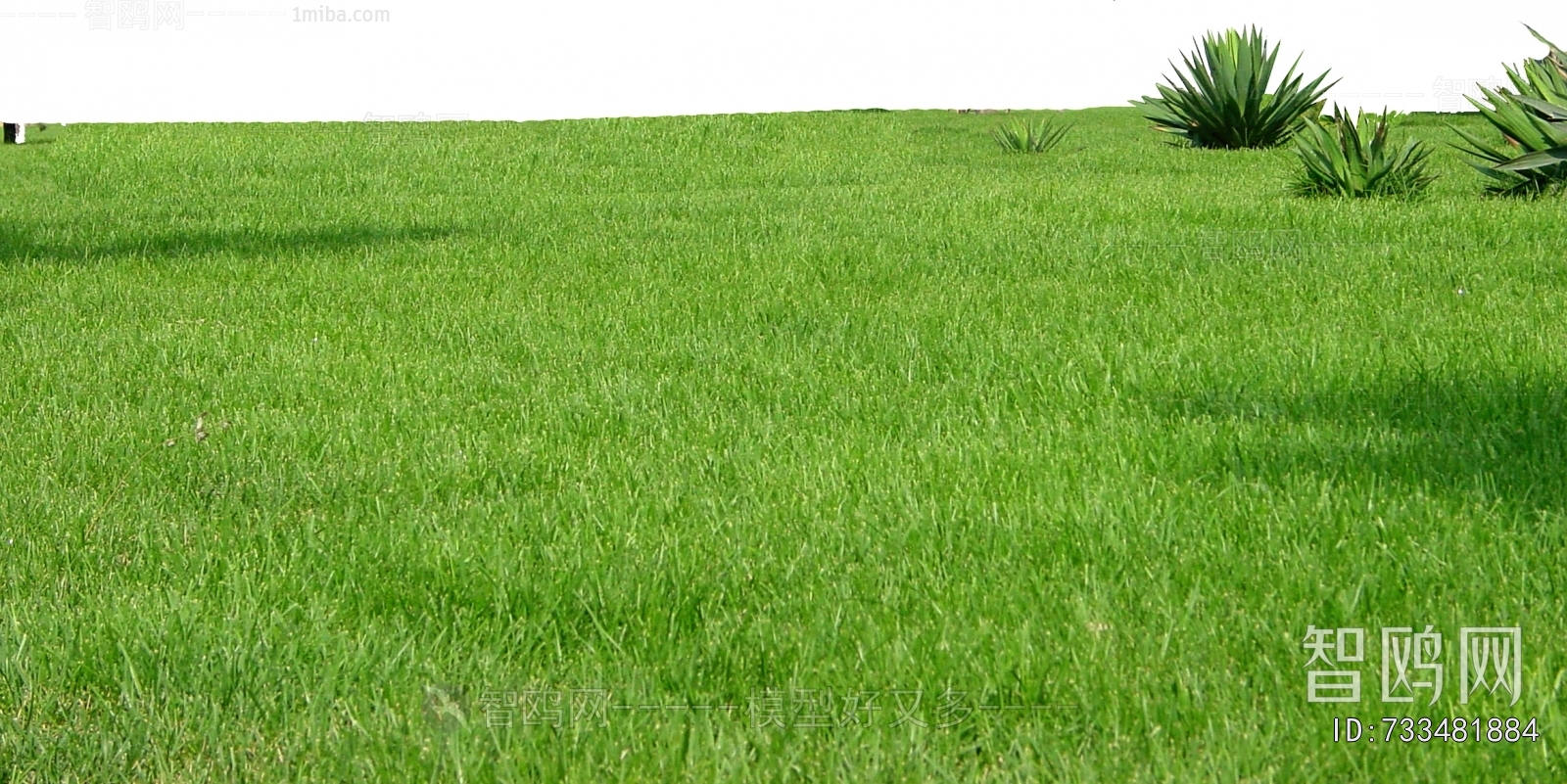Grass