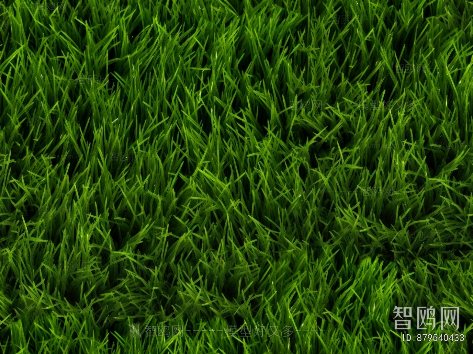 Grass