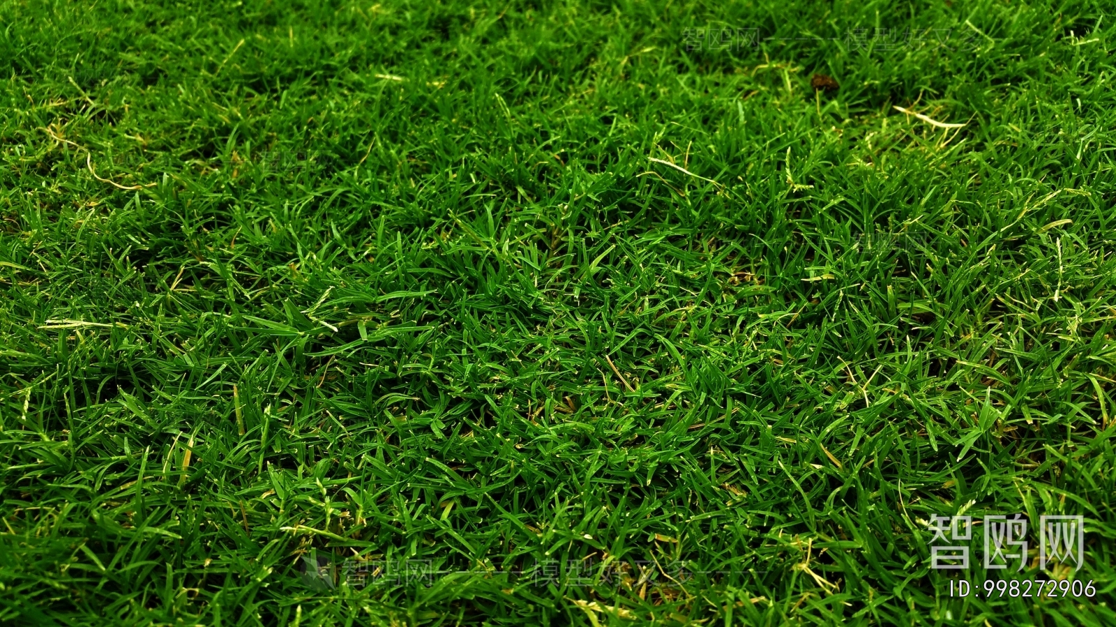 Grass