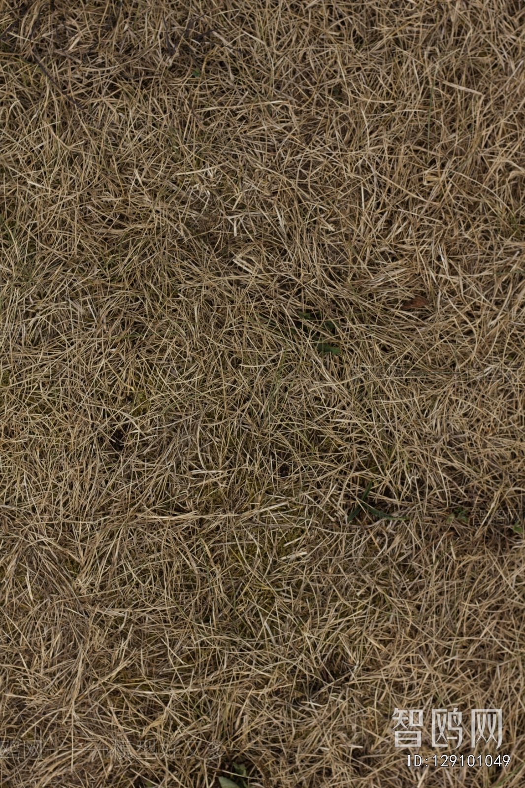 Grass