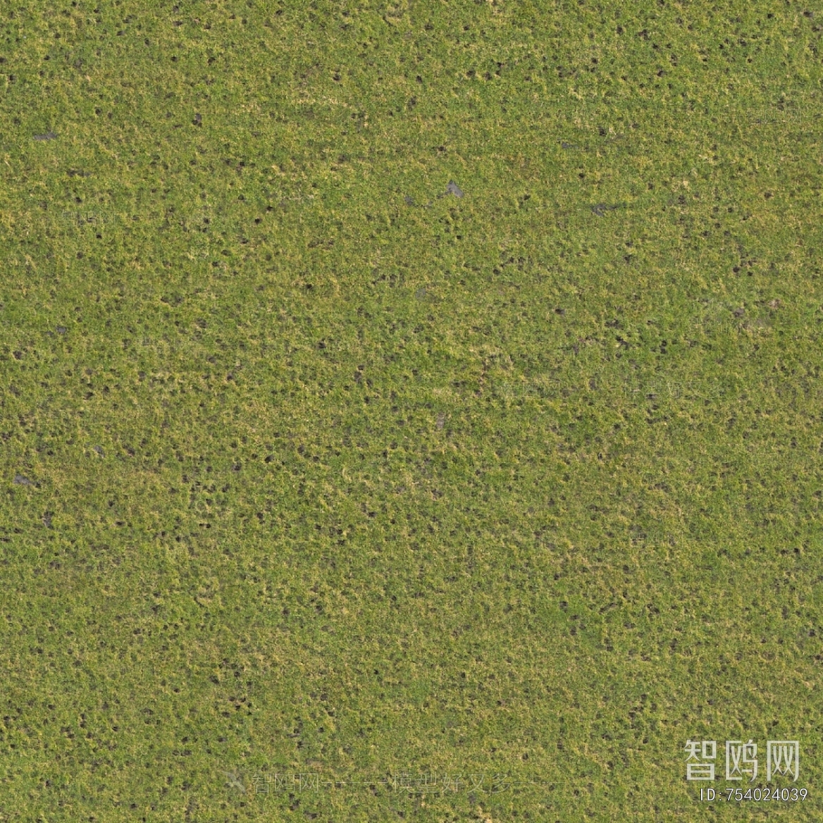 Grass