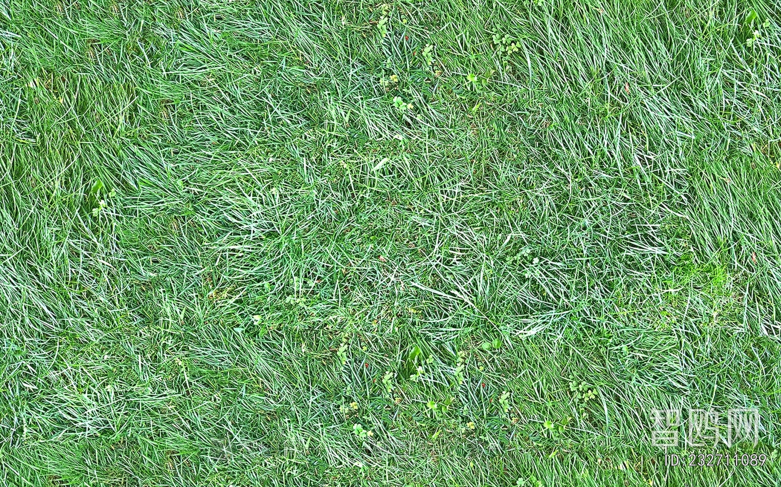 Grass