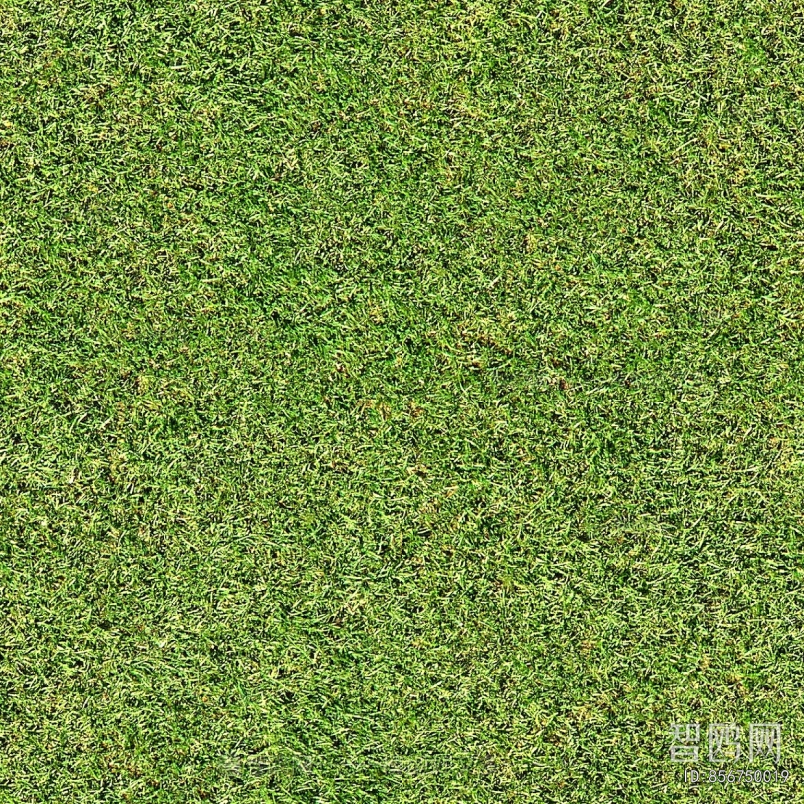 Grass