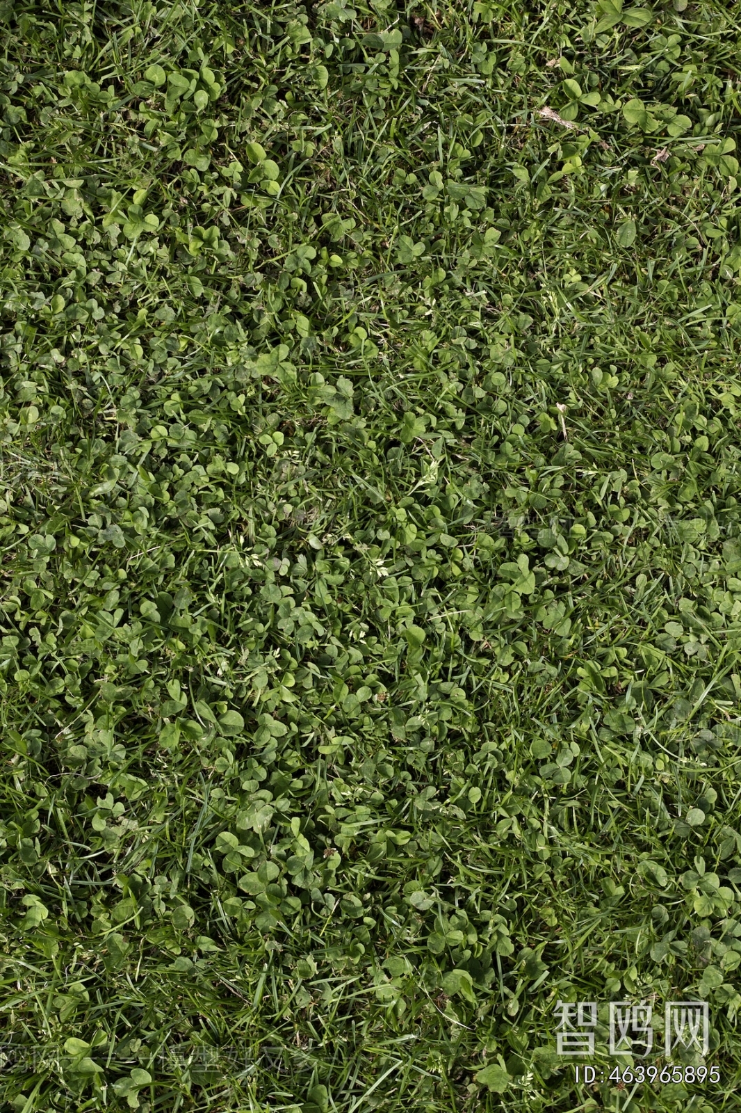 Grass
