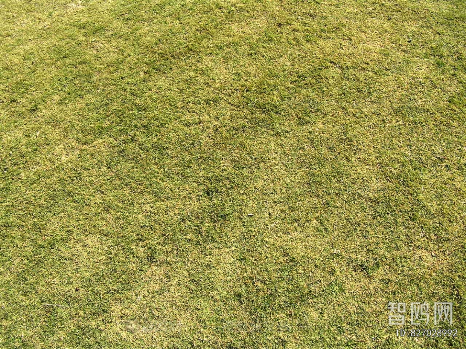 Grass