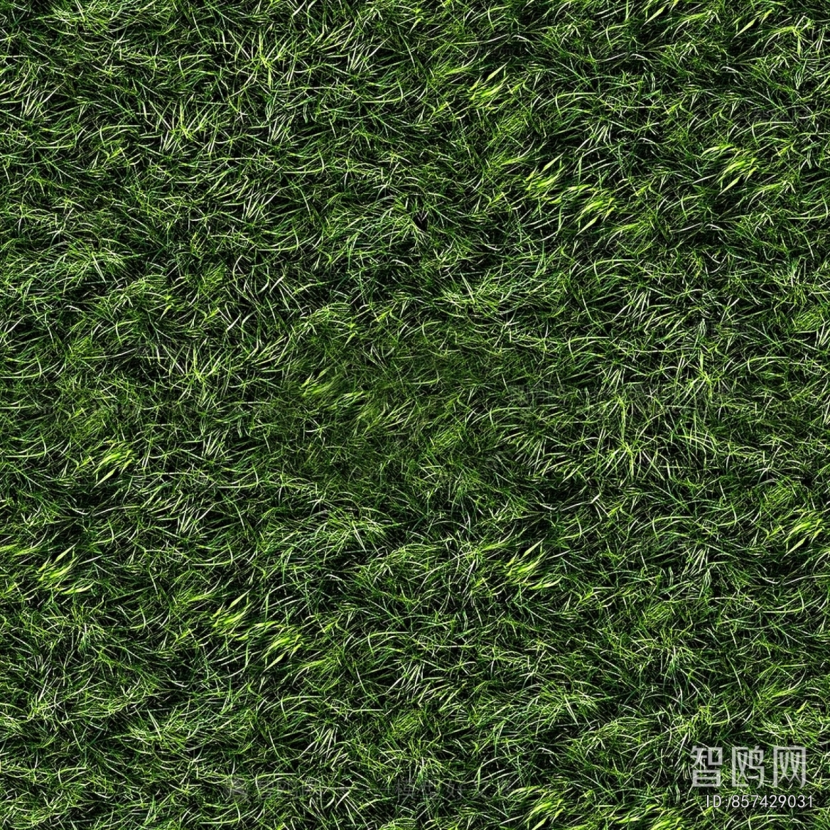 Grass