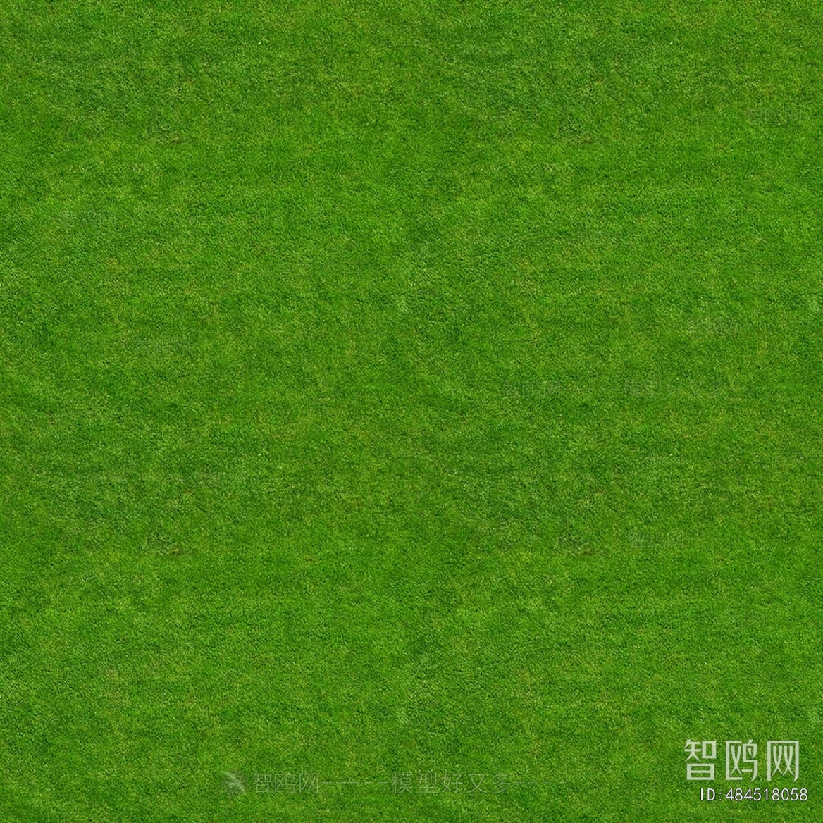 Grass