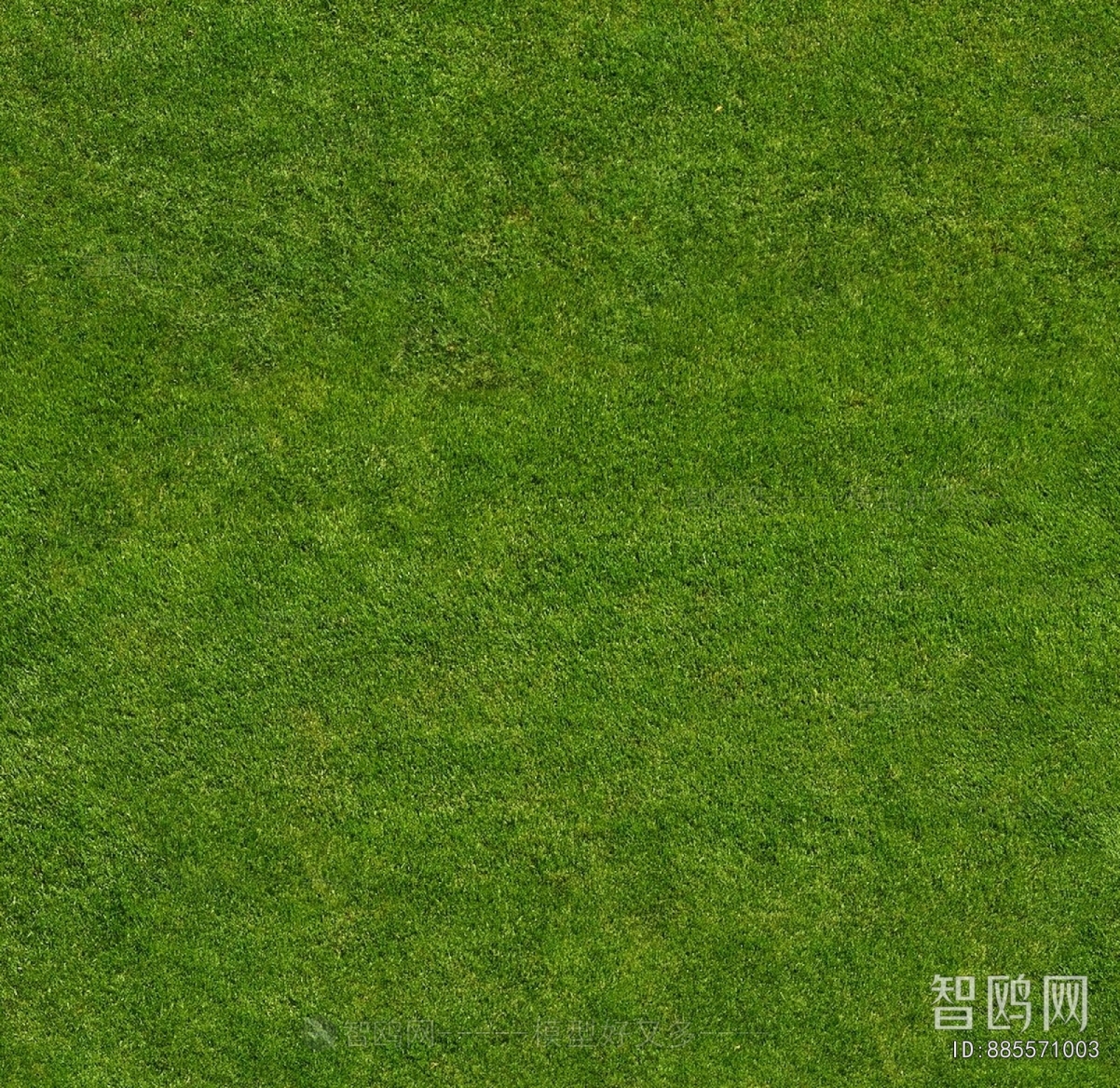 Grass