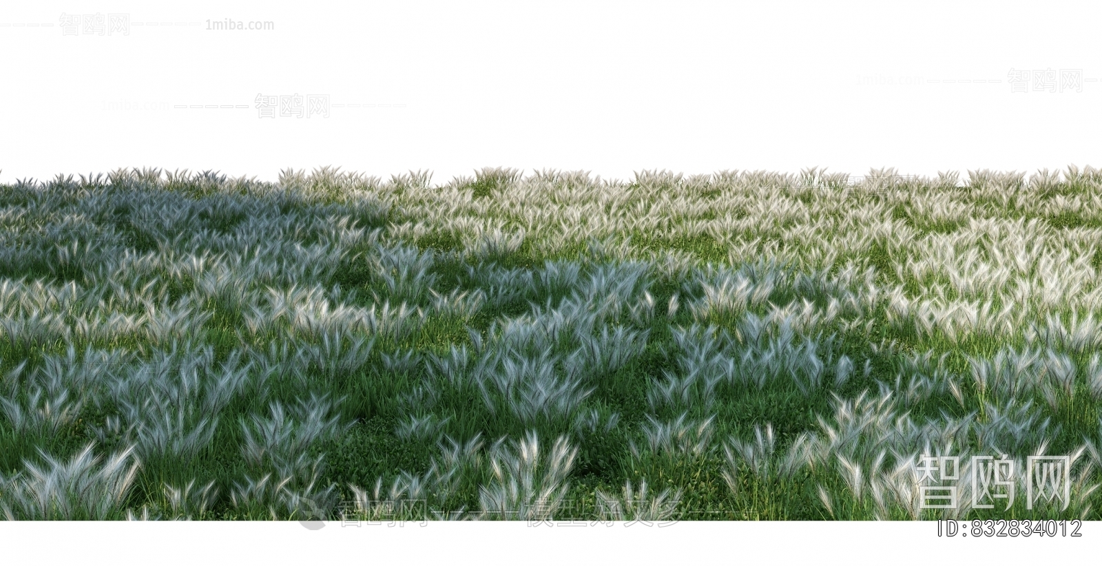 Grass
