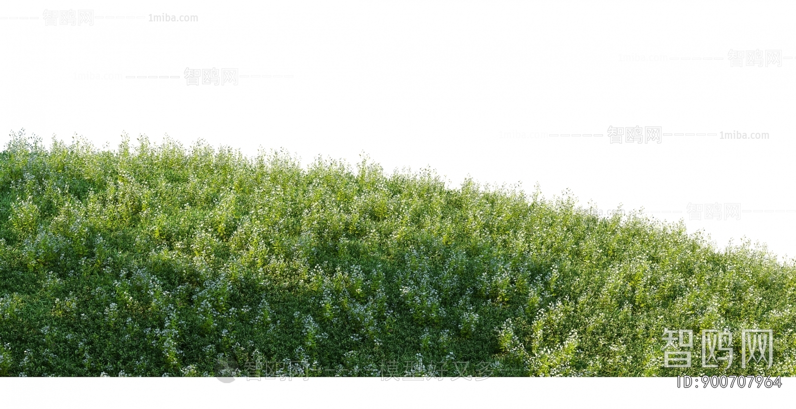 Grass