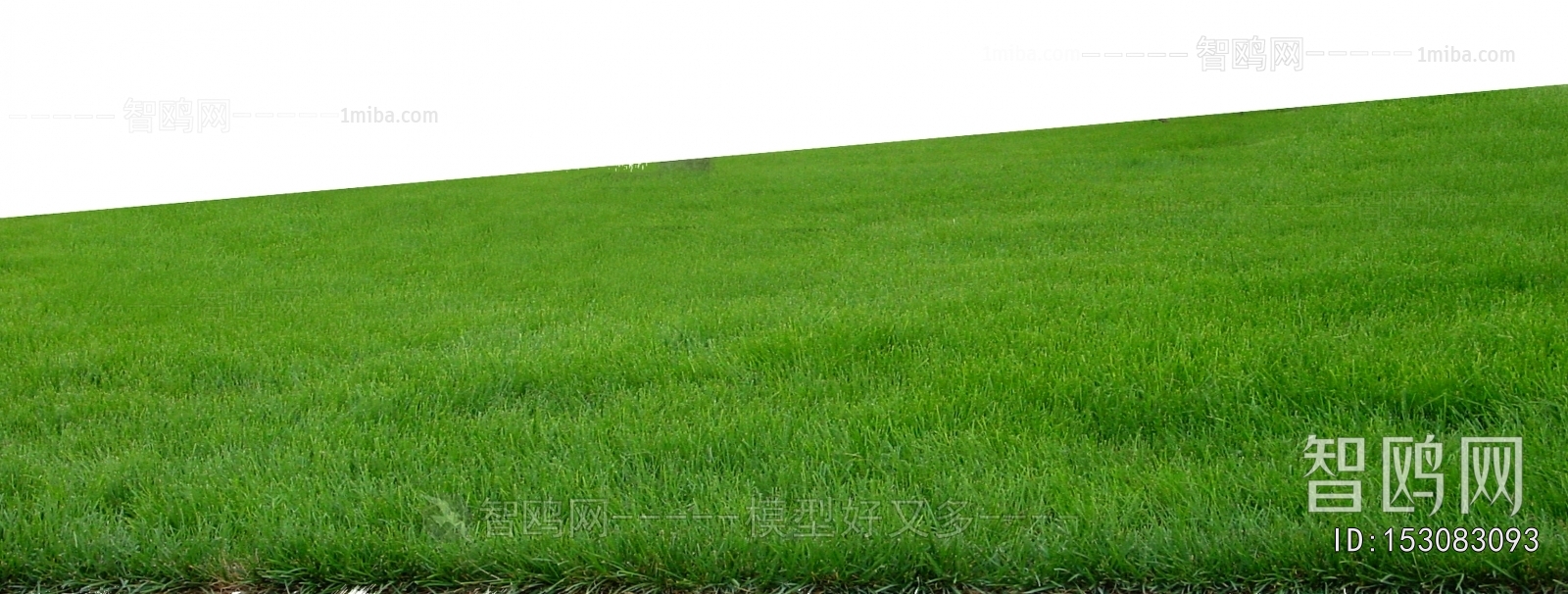 Grass