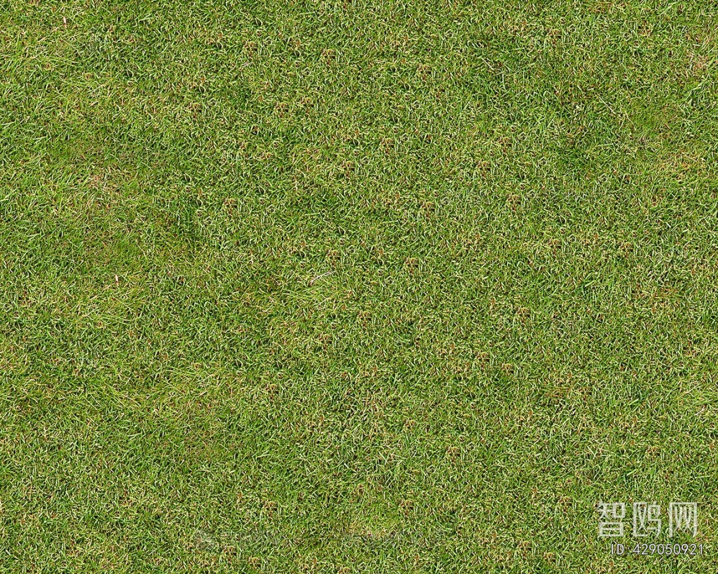 Grass