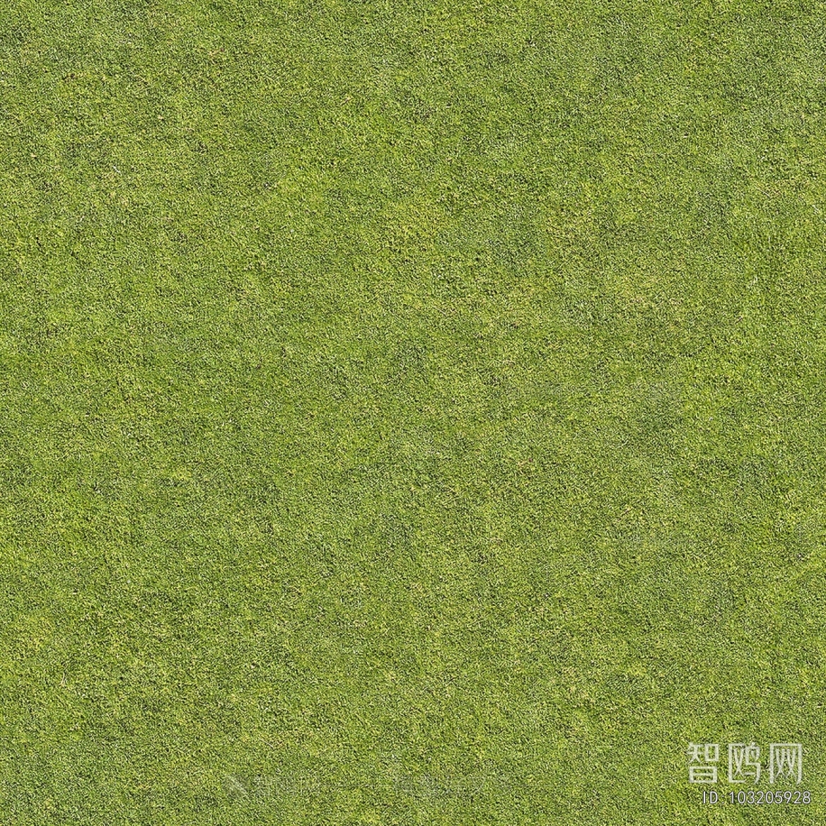 Grass