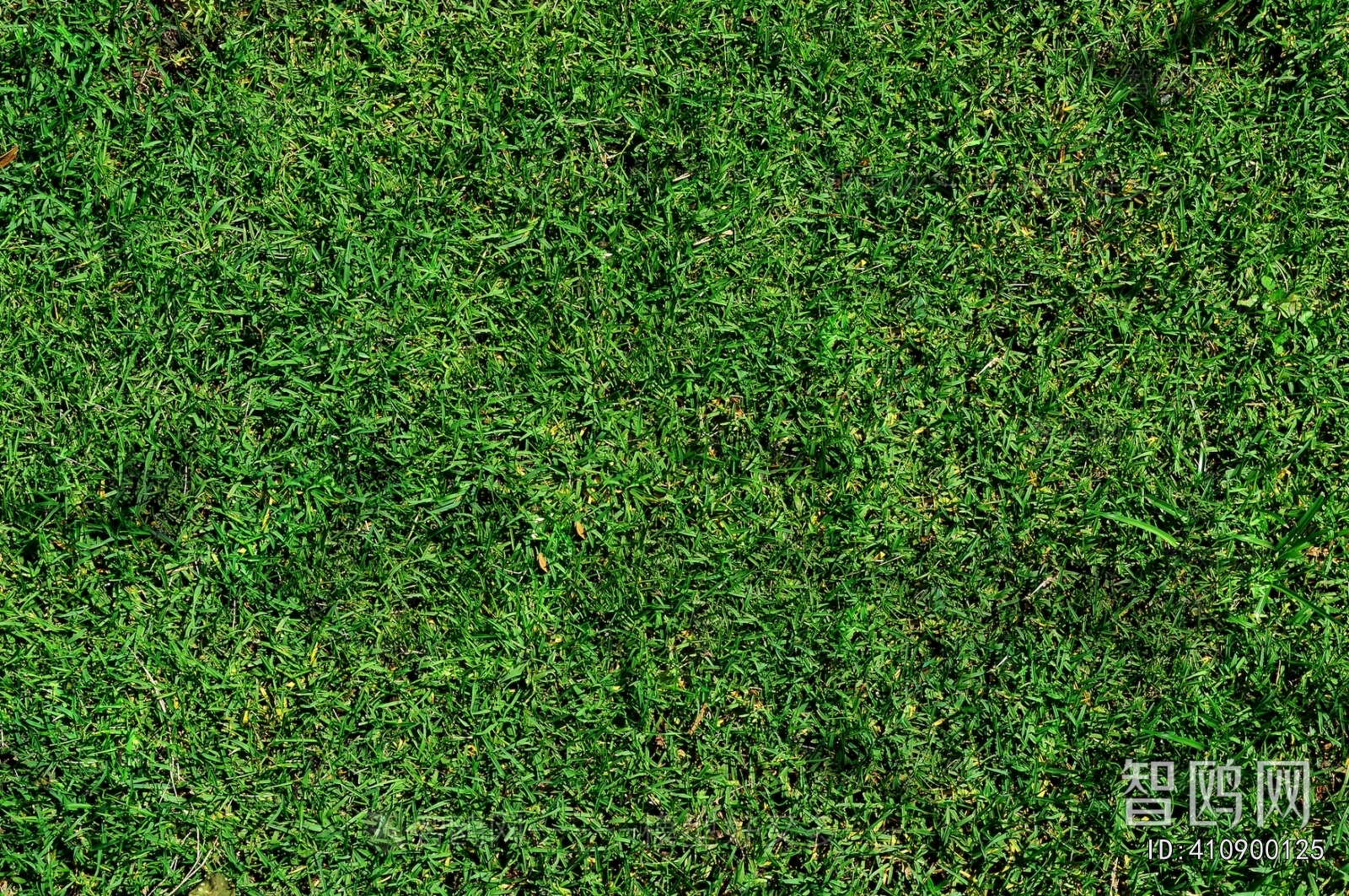 Grass