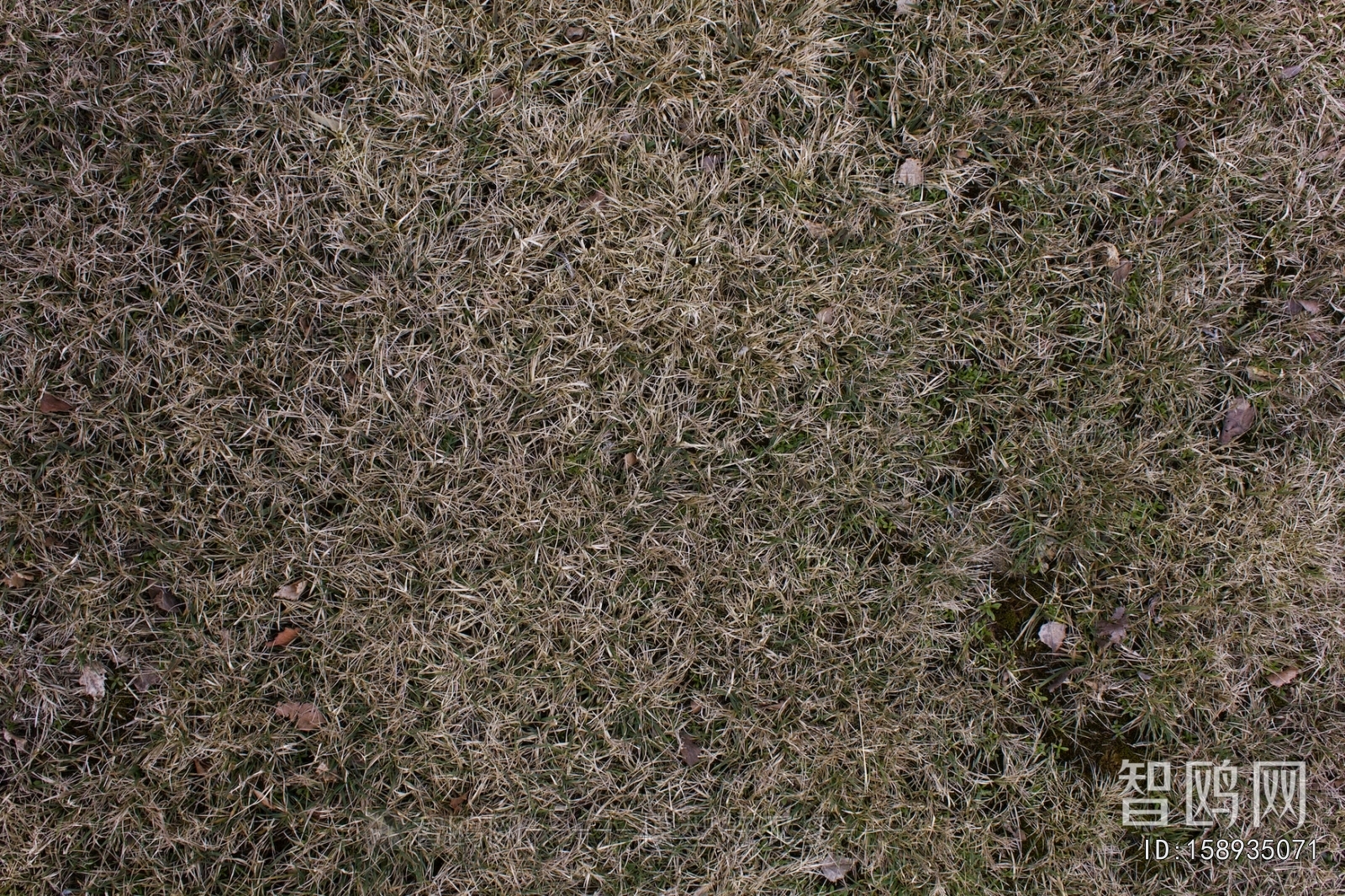 Grass