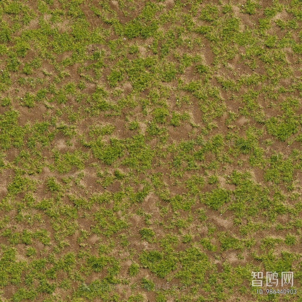 Grass