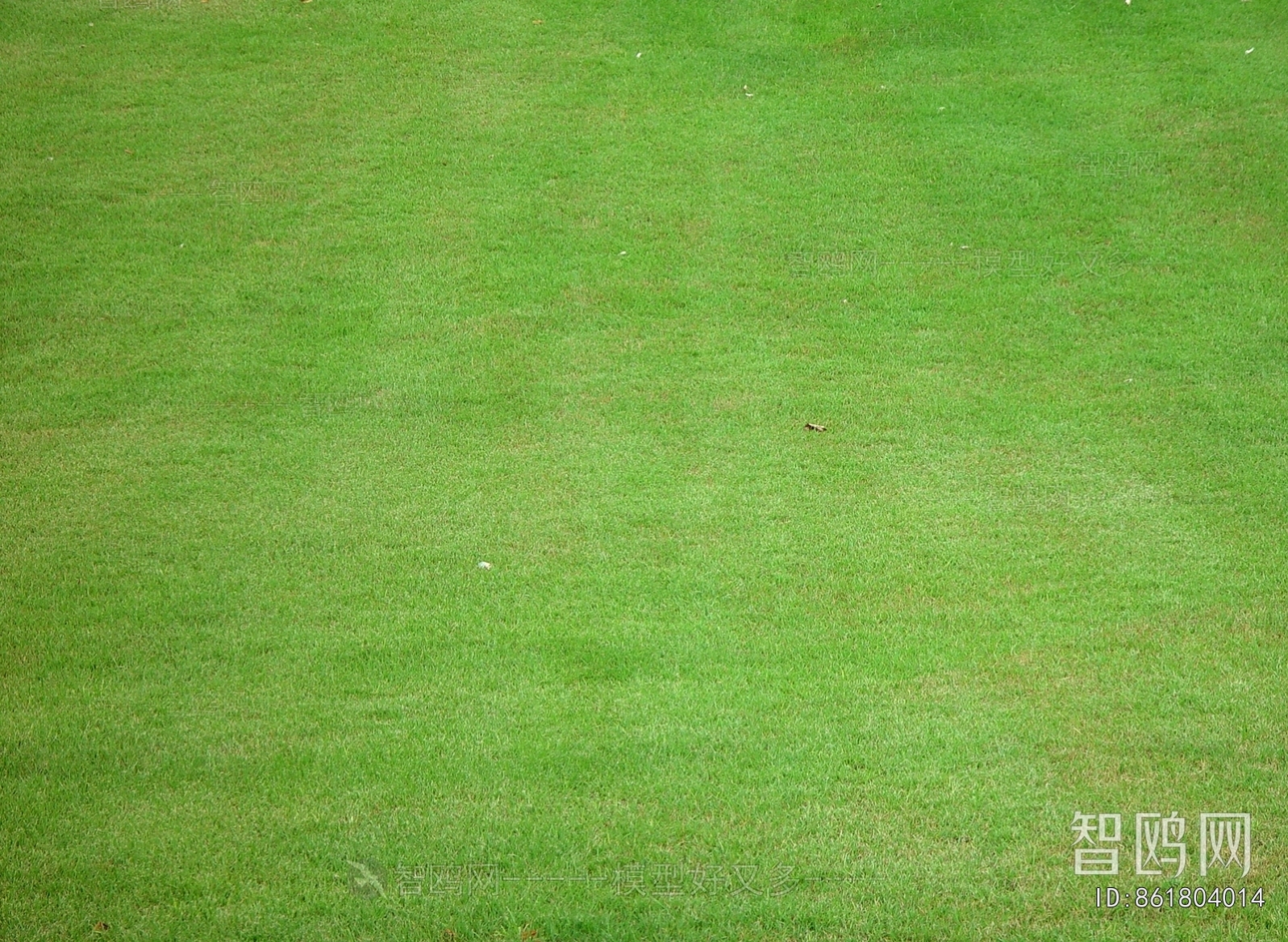 Grass