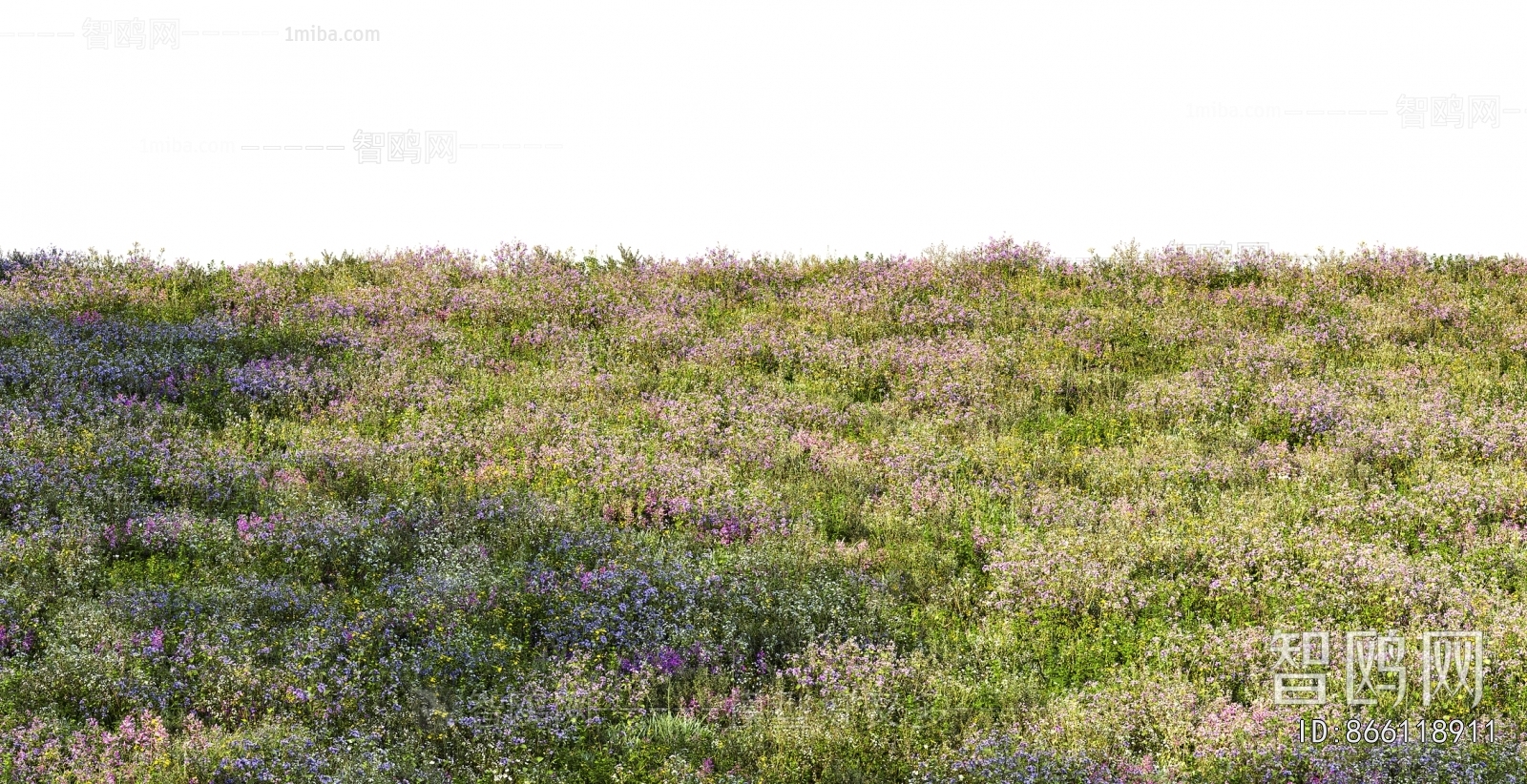 Grass