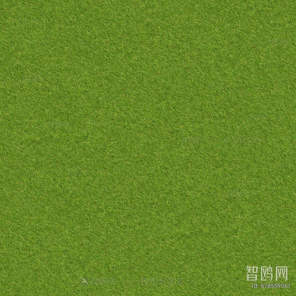 Grass