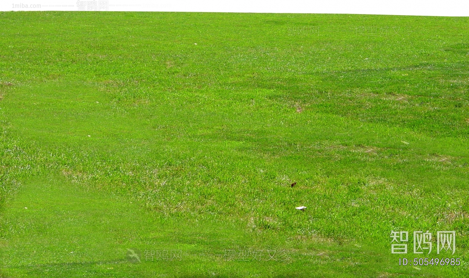 Grass